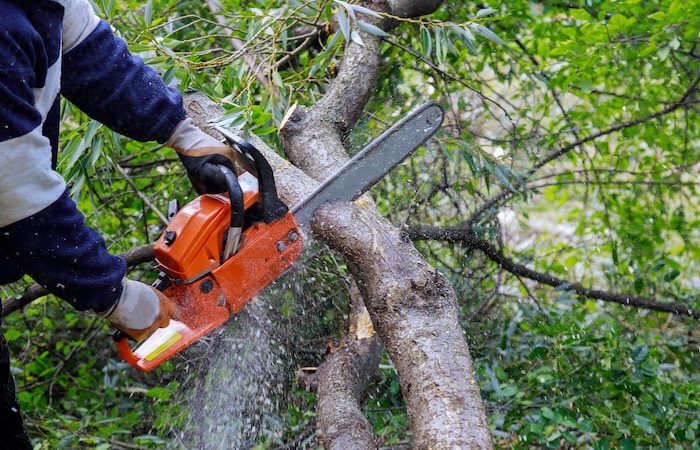 Broken the trunk tree after hurricane of man is cutting a tree with a chainsaw Broken the trunk tree after a hurricane of man is cutting a tree with a chainsaw